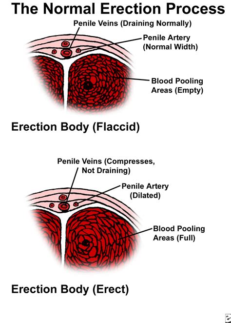 boner video|Penis: Anatomy, Picture, Erection, and Ejaculation